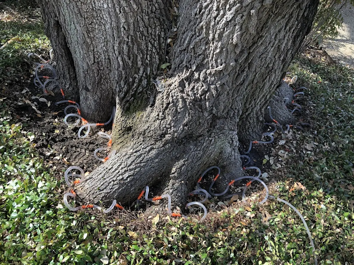 Detailed Tree Cabling and Bracing job site in London Mills