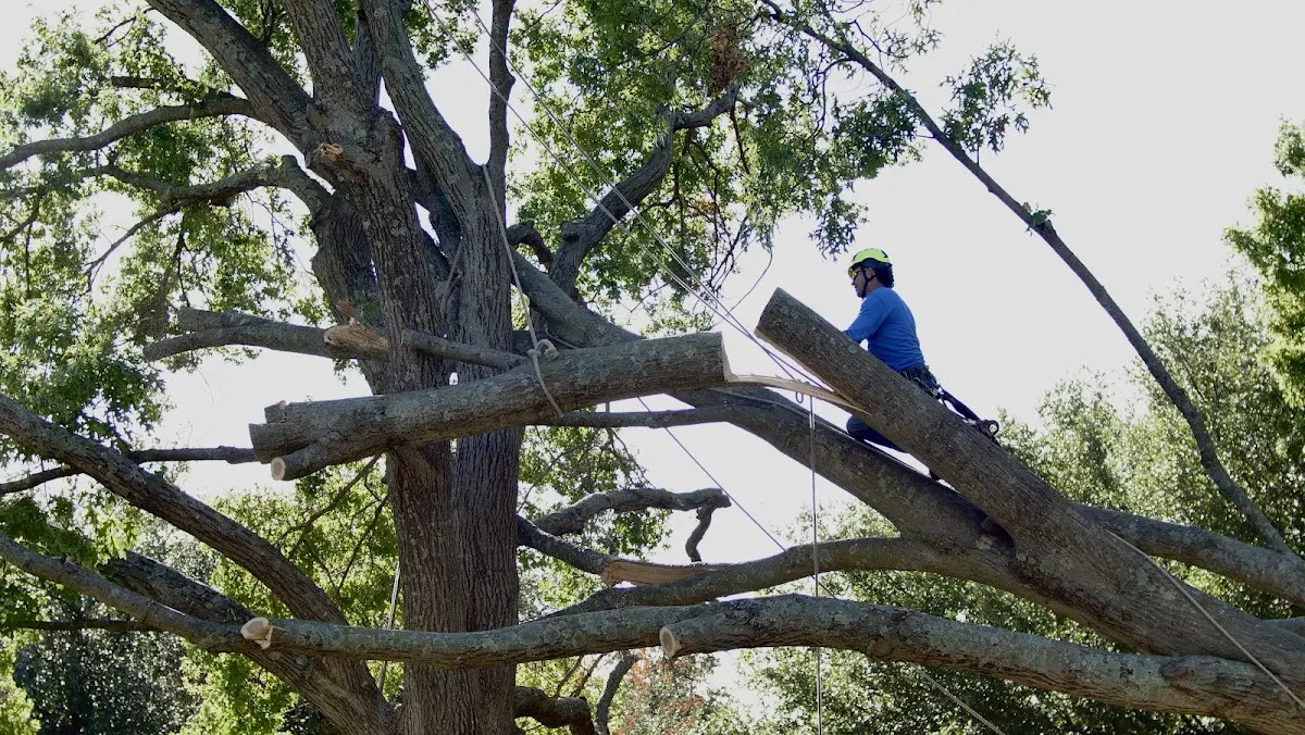 Professional Hazardous Tree Removal performed by certified arborists in London Mills