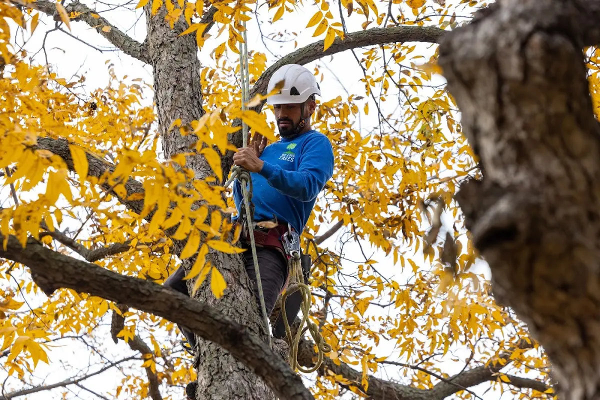 Skilled Tree Pruning crew working in London Mills